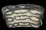 Polished Mammoth Molar Section - North Sea Deposits #44108-2
